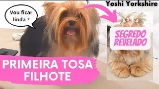 Como TOSAR filhote de YORKSHIRE - Saiba TUDO