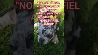 #perros #adiestramiento#perrosfelices #educacioncaninarespetuosa #miradacanina #ayudaperros