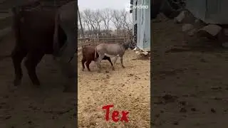 Petrzilka's Braking Donkeys Dec Sale-Tex #horse #farmlife #cow
