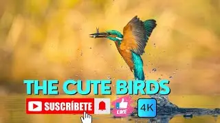Group of birds with calmmusic# most relaxing music # shorts# release the heart pain ❤️#little bird