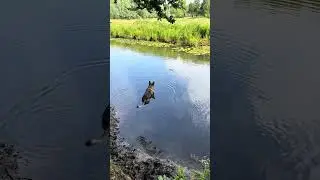German Shepherd Is Trying To Reach His Stick