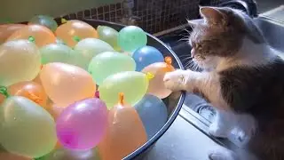 Cats VS Balloons 😂🎈 Funny Cats Playing With Balloons [Funny Pets]