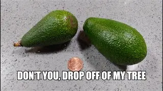 Bacon Avocado Fruit Drop - 🥑Avocado Talk🥑