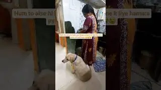 PoV : When your labrador dog is hungry 😋😁🫶🫰 #anju #labrador