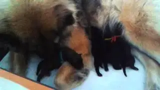 Szczeniaki Eurasier, Eurasier Puppies, Eurasiers.pl