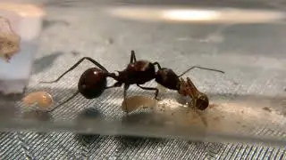 Novomessor cockerelli queen ant with first nanitic waking up