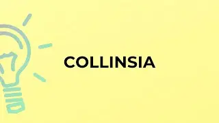 What is the meaning of the word COLLINSIA?