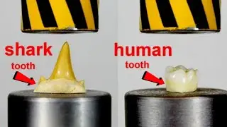 EXPERIMENT : Hydraulic Press vs Human and Animal Teeth Strength Test!