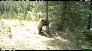 Wild Bears Harlem Shake