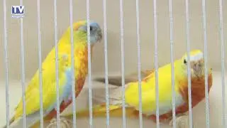 De Vogelvriend - Kampioenschap en tentoonstelling