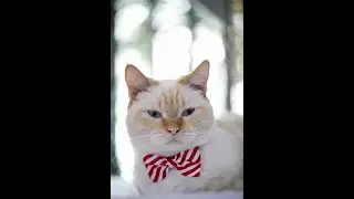 angry pets compilation