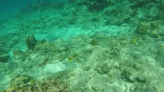 GOPR0468 Cemetery Beach N Tang School & Spanish Hogfish