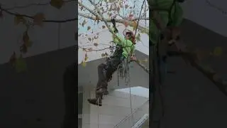 Обрезка и укрепление деревьев тросами в Художественном музее Колумбуса! #работасдеревьями #деревь...