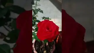 #ambiencevideo