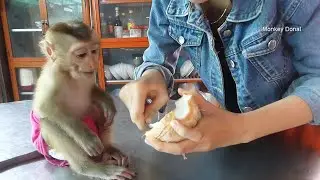 Awesome Baby Monkey Donal Sit Waiting For Feed Coconut Very Gentle