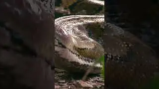 Huge 20&rsquo; Reticulated Python in Naples, Florida