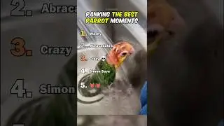 Рейтинг лучших моментов с попугаями