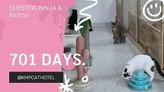 ep.351 Chester Ninja & Patch 701 days. @kmpcathotel