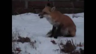 Hampden Fox
