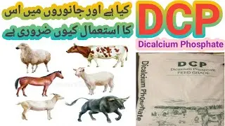 DCP for goat's | Dicalcium Phosphate for Animal| Imranarish