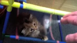 Kittens Love VegasFuel