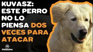 KUVASZ: 9 COSAS que debes SABER