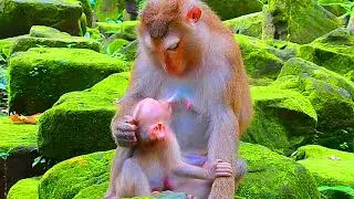 Is it time for Luna to deduct breastfeeding from Lynx? Lynx get disappointed coz mom deduct his milk