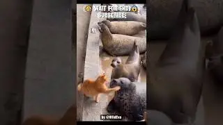 Кот шлёпает всех животных 🤣😱 #шорты