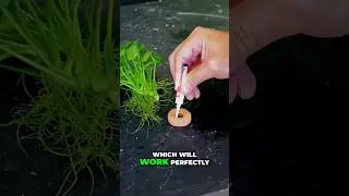 Aquascape Aquarium Easy Guide: Stunning Aquatic Plant Setup #plantedtank #fish #aquarium #fishtank