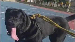 Dog Alemão com Labrador