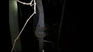 Python VS Birds