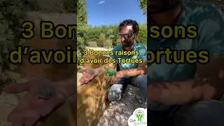 3 bonnes raisons d&rsquo;avoir des tortues #lateammainverte