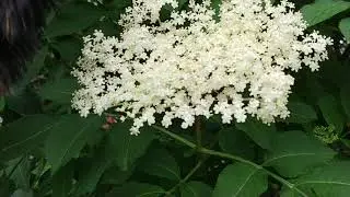 Unidentified flowers, anyone? 너는 누구니?
