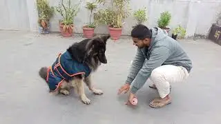5 Cumplsory dog  training #dogtraining #adult #basic #gsd #gsdforever