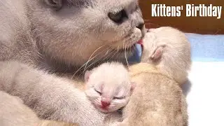 Kittens' birthday丨Mother cat nursing newborn kittens