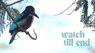 Beautiful kingfisher call... #birds #viral #reels #birdlife #udaykhatri #wildlife #nature #video 
