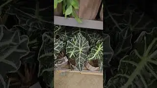 Sams club plant clearance finds