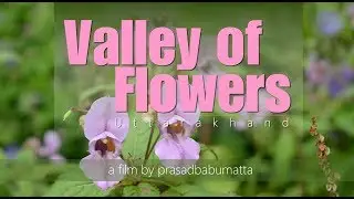Valley of Flowers National Park Chamoli Uttarakhand, India