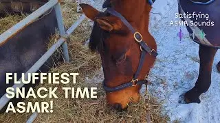 Ultra-Relaxing Horse Eating ASMR | Satisfying ASMR