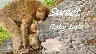 Never Seen? Cute Style Baby Lola Monkey With Belly | Baby Lola Hungry & Find Food | Monkey Crying