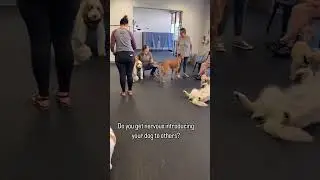 Do You Get Nervous Introducing your Dog to Others? | Join Dogs of Tucson, Arizona &ndash; Indoor Dog Park