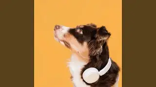 Tranquility for Stressed Dogs
