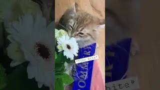 Siberian Cat Smells Flowers and Snatches a Petal In The End 🙀😼💐