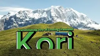 Kori in monsoon || A scintillating view of Grazing Grassland