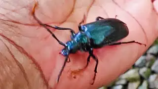 Prionomma atratum - Longhorn beetle