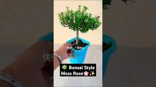🌳 Unique Bonsai Style Moss Rose | Portulaca Plant Training Hack 🌸 #short #ourplants #bonsai