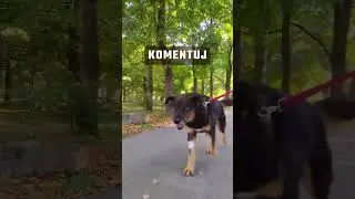BOTAN - to grzeczny spokojny pies :)