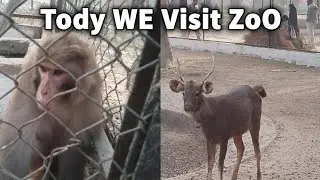 Aj hum Zoo 🐵 gai / Monkey ka show 🦧🐒