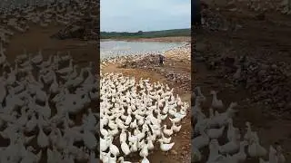 Sea of Ducks: Thousands Roaming Freely on a Chinese Free-Range Lakeside Farm 👀