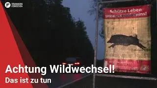 Achtung Wildwechsel: Das ist zu tun!